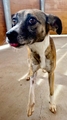 LILA Image 1